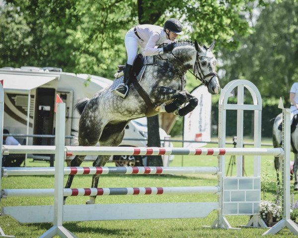 jumper Melody H (KWPN (Royal Dutch Sporthorse), 2017, from Dallas VDL Z)