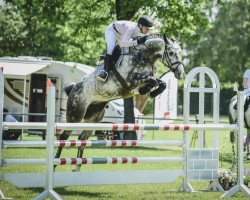 jumper Melody H (KWPN (Royal Dutch Sporthorse), 2017, from Dallas VDL Z)