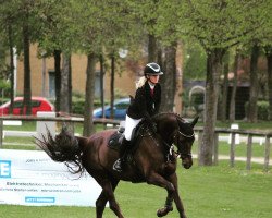 jumper Ginny VA (Holsteiner, 2014, from Clarimo Ask)