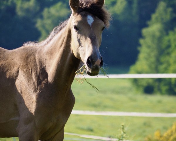Pferd Zoom on finess JV (Belgisches Warmblut, 2022, von Kimba)