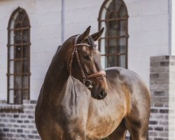 Springpferd Dimocello (Hannoveraner, 2018, von Diamant de Semilly)