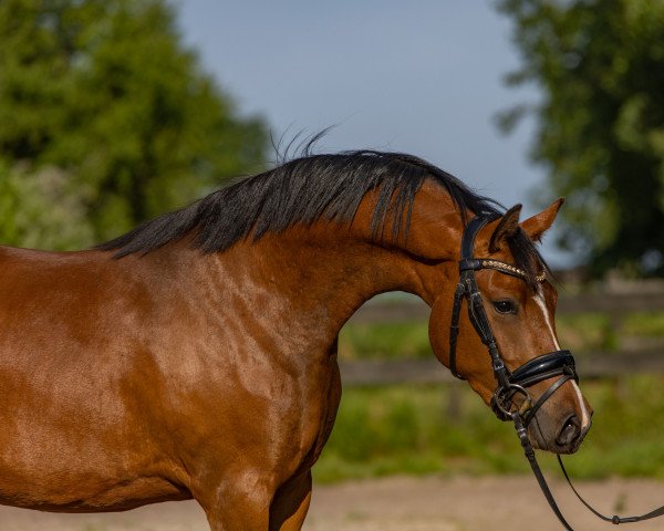horse NR Viva Vaniana (German Riding Pony, 2020, from Dallmayr K)
