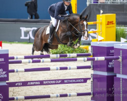 Deckhengst Ipsthar (KWPN (Niederländisches Warmblut), 2013, von Denzel Vt Meulenhof)
