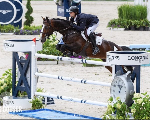 jumper Jesther (KWPN (Royal Dutch Sporthorse), 2014, from VDL Cardento 933)
