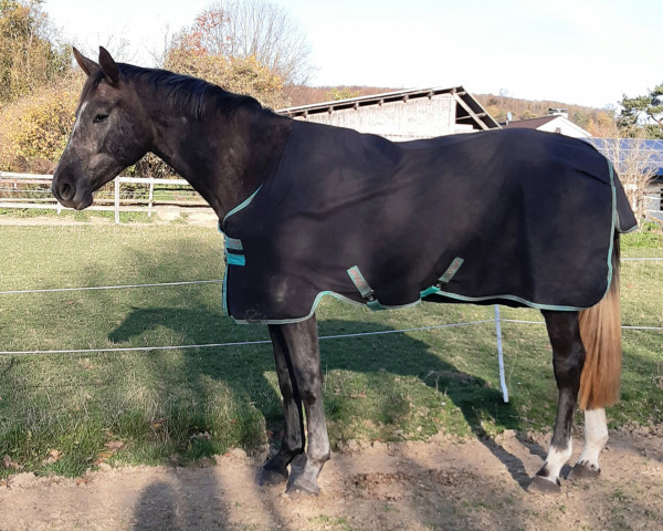 horse Havana Blue (Westphalian, 2020, from Hickstead Blue)