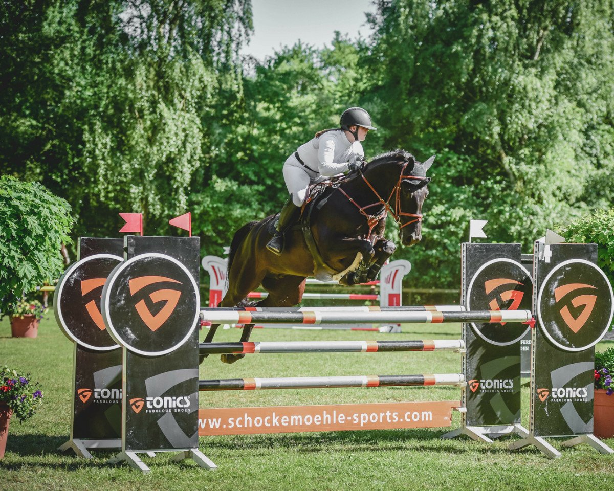 Jument d'élevage Christiane (Cheval de saut Oldenbourg, 2016, de Singulord Joter)