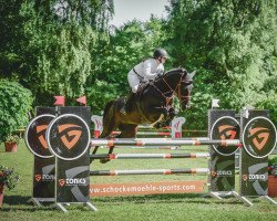 broodmare Christiane (Oldenburg show jumper, 2016, from Singulord Joter)