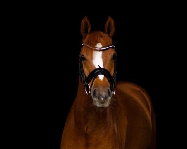 dressage horse Solodancer 3 (German Riding Pony, 2015, from Jonker's Socrates)