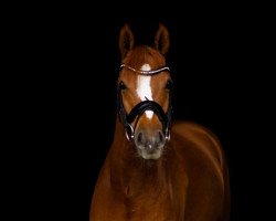 Dressurpferd Solodancer 3 (Deutsches Reitpony, 2015, von Jonker's Socrates)