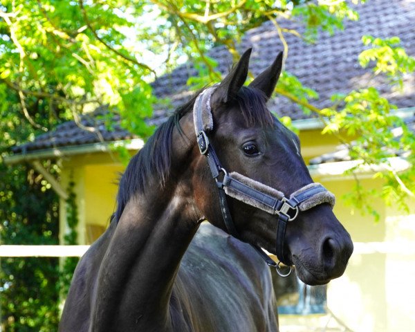 horse Kallymero (German Sport Horse, 2021, from Kwahu)