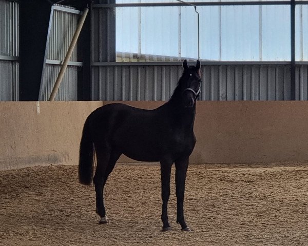 Pferd Macaan (Oldenburger, 2021, von DSP Meridian)