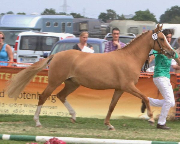 Springpferd Cassinia Royale (Deutsches Reitpony, 2010, von Casino Royale K WE)