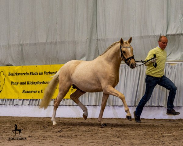 horse Non Plus Ultra (German Riding Pony, 2018, from Heidbergs Nancho Nova)