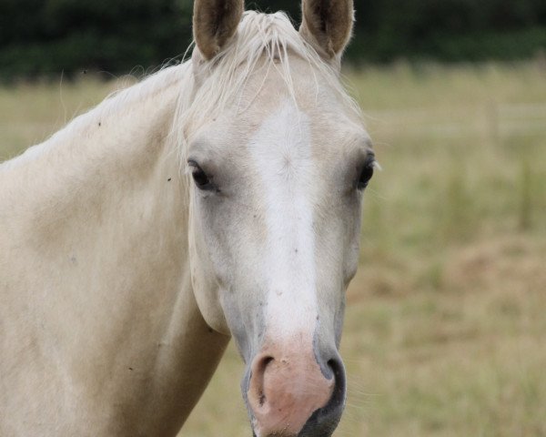 horse Classic Cookie Dough (German Riding Pony, 2021, from Charmeur)