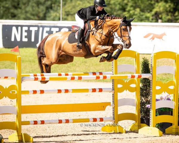 Springpferd Felini de La Pomme (Belgisches Warmblut, 2005, von Vigo d'Arsouilles)