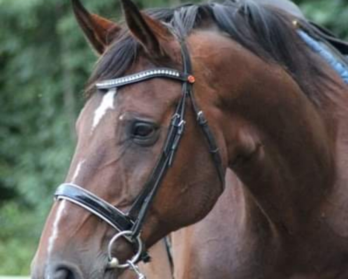 horse Catero 4 (Mecklenburg, 2001, from Condelaro)