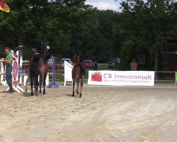 Sichtung zum Horse24-Fohlenchampionat 2023 in Münster-Albachten