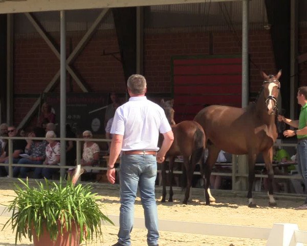 Sichtung zum Horse24-Fohlenchampionat 2023 in Münster-Albachten