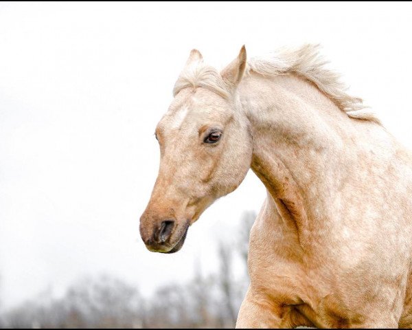 dressage horse Golden Dance Star (German Riding Pony, 2007, from White Gold B)