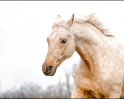 dressage horse Golden Dance Star (German Riding Pony, 2007, from White Gold B)