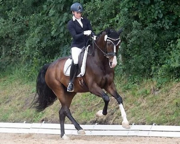 dressage horse Furst Faxe (Hanoverian, 2012, from Fürstenball)