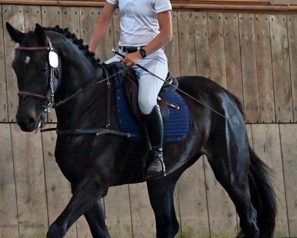 horse Origia PZM (Swiss Warmblood, 2020, from Origi D'o)