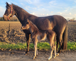 horse Soraya's Secret LM (Westphalian, 2023, from Secret Game)