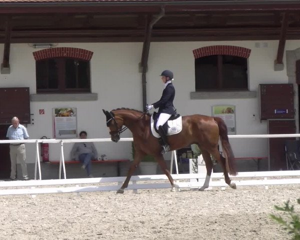 Reitturnier Avenches 2023