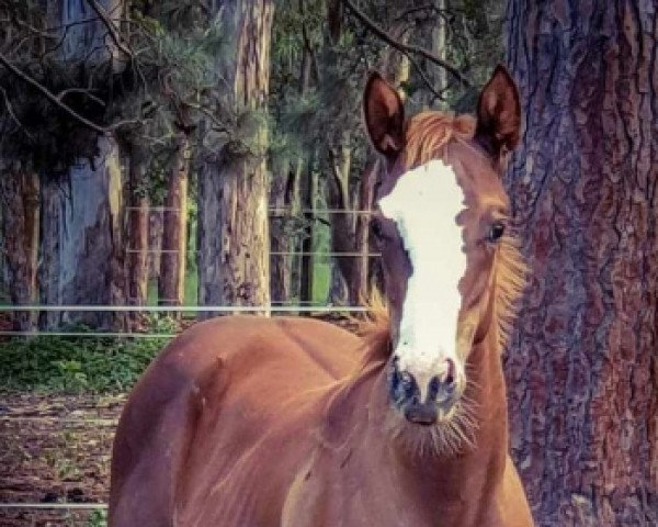 Pferd Stute von Moonlark xx (Englisches Vollblut, 2020, von Moonlark xx) Pferd Stute von Moonlark xx (Englisches Vollblut, 2020, von Moonlark xx)