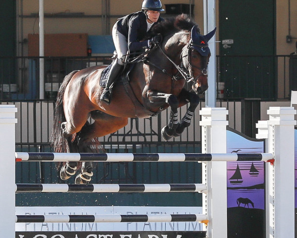 broodmare Amor van Jonckhoeve Z (Zangersheide riding horse, 2012, from Broere Atlantic)