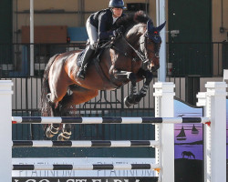 broodmare Amor van Jonckhoeve Z (Zangersheide riding horse, 2012, from Broere Atlantic)