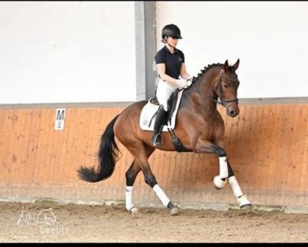 broodmare Elli-Sue (Hanoverian, 2019, from Elton John Dvb)