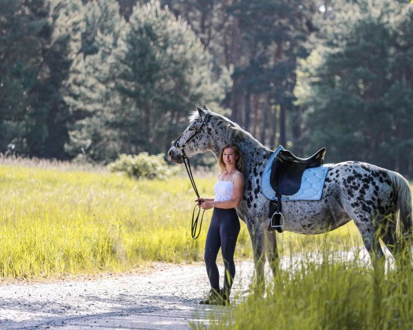 Pferd Mönchshof's Angelina (Knabstrupper, 2009, von Attila v. Wethautal)