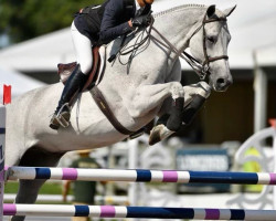 jumper VDL Groep Zapfier (KWPN (Royal Dutch Sporthorse), 2004, from Colman)