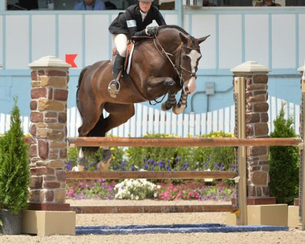 jumper Kalimero van het Kruisblokhof (Belgian Warmblood, 2010, from Carosso VDL)