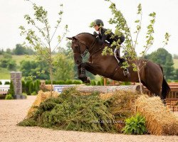 horse Bigtalu G Z (Zangersheide riding horse, 2012, from Big Star)