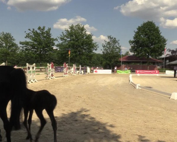 Sichtung zum Horse24-Fohlenchampionat 2023 in Münster-Albachten