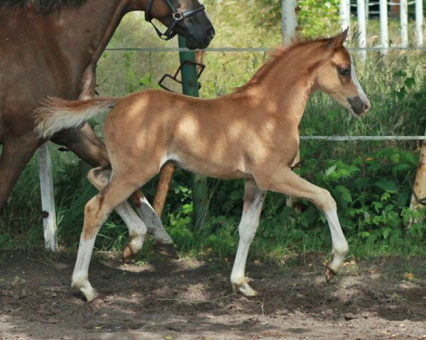 dressage horse Pocahontas GM (German Riding Pony, 2016, from Palolo Kid)