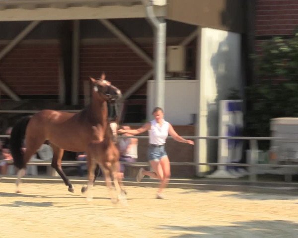 Sichtung zum Horse24-Fohlenchampionat 2023 in Münster-Albachten