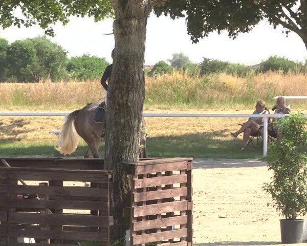Reitturnier Biebesheim 2023