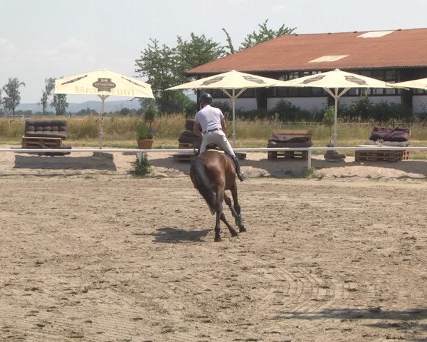 Reitturnier Biebesheim 2023