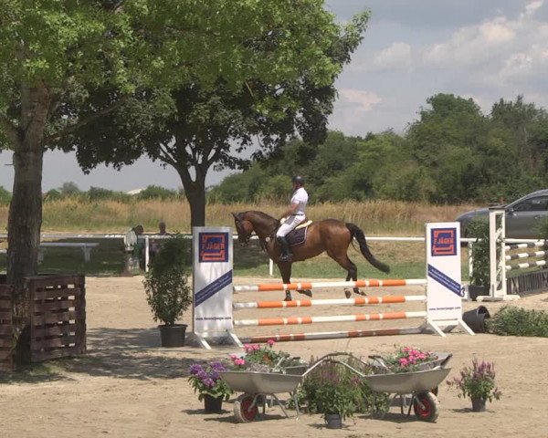 Reitturnier Biebesheim 2023