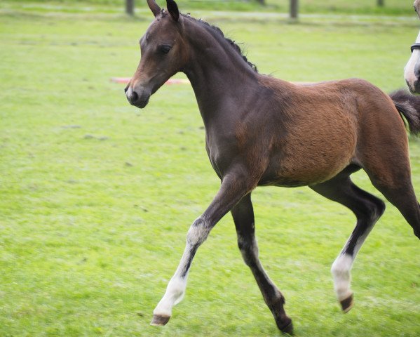 horse Beauty Girl (German Riding Pony, 2016, from Davenport II)