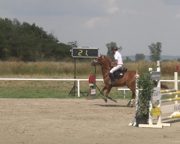 Reitturnier Biebesheim 2023