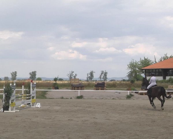 Reitturnier Biebesheim 2023