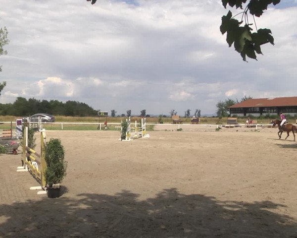 Reitturnier Biebesheim 2023