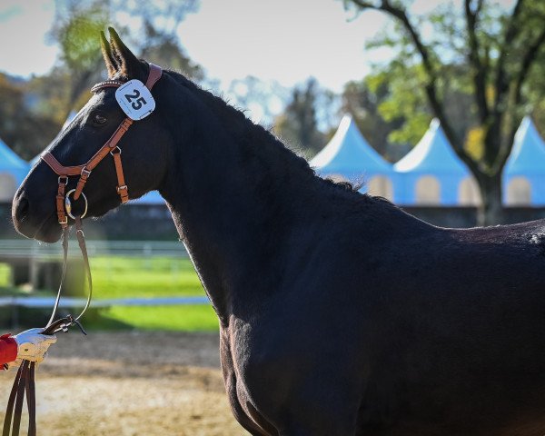 horse Jasmin's Girl CH (Swiss Warmblood, 2018, from Adinus)
