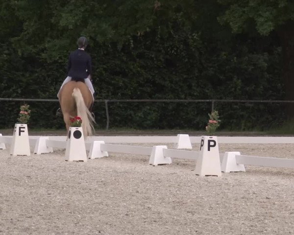 Reitturnier Rot am See- Musdorf 2023