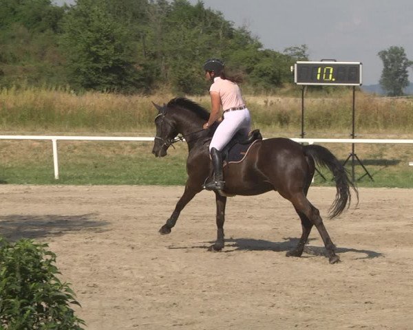 Reitturnier Biebesheim 2023