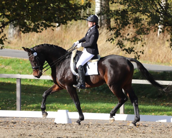 horse Indigo de Winghe (Belgian Warmblood, 2008, from Stedinger)